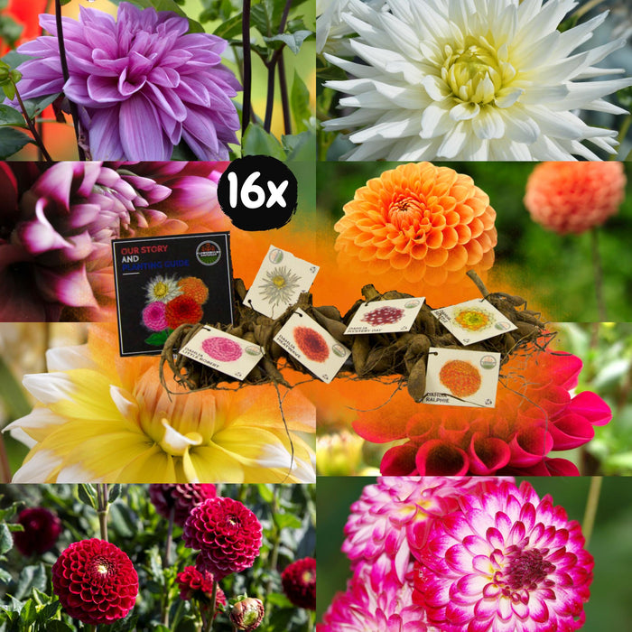 Flowerbulbs Amsterdam Super Mix - 2x pakket van 8 verschillende dahlia's, 16 stuks in totaal, 2,5 m² dahlia plezier