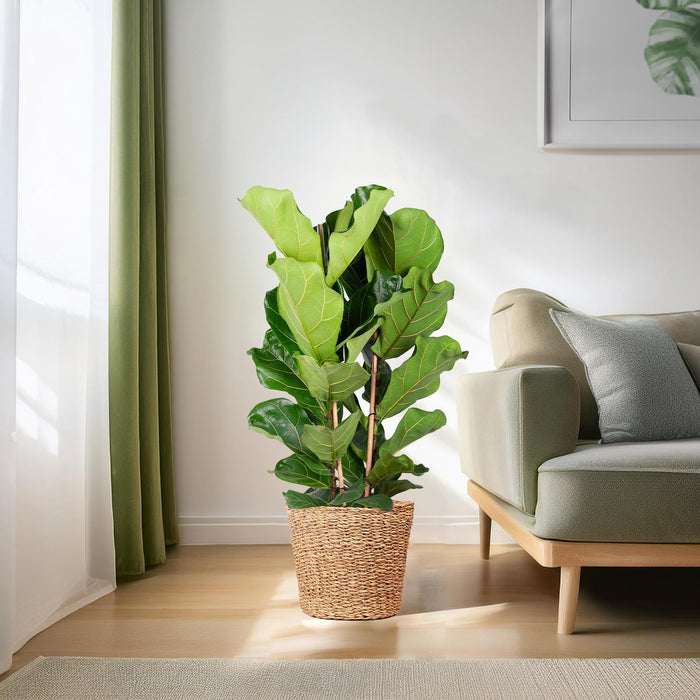 Ficus Lyrata XL met mand Torun - 140cm - Ø27