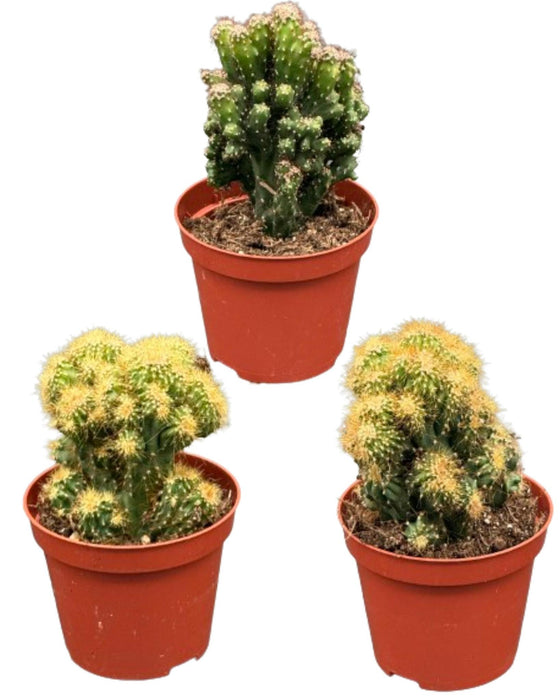 Cactus- Rotsen mix - ↕️13-17cm - Ø8.5cm - 3 stuks