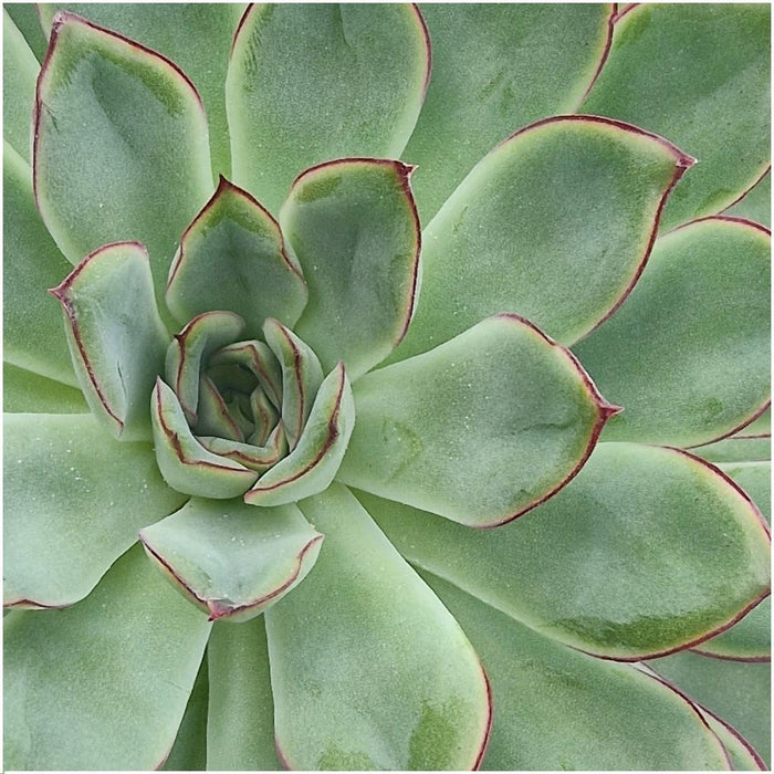 ROOTLESS Succulent Echeveria Pulidonis in schaal 'wit' - ↕5cm - Ø20cm