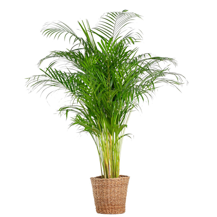 Areca Palm (dypsis) XL met mand Torun - ↕120cm - Ø24cm