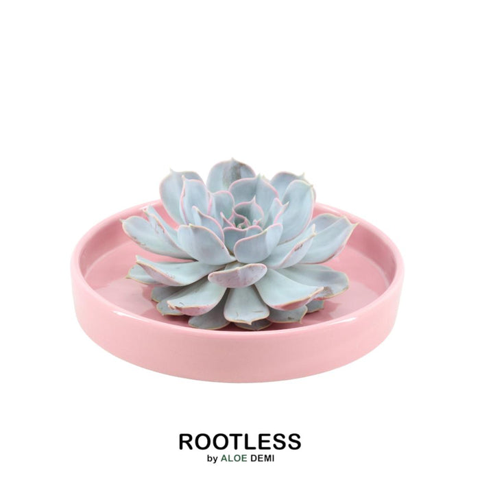 ROOTLESS Succulent Echeveria Lilacina in schaal 'Pink' Ø20 cm - ↕5 cm