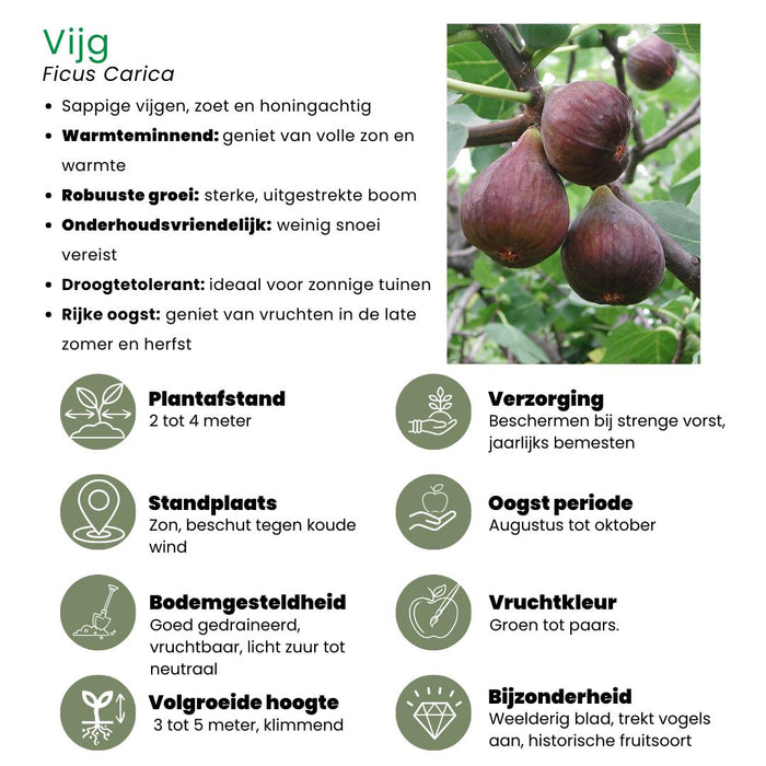 6 x Biologische Vijgenbomen - Ø 13 cm - ↨ 20 cm