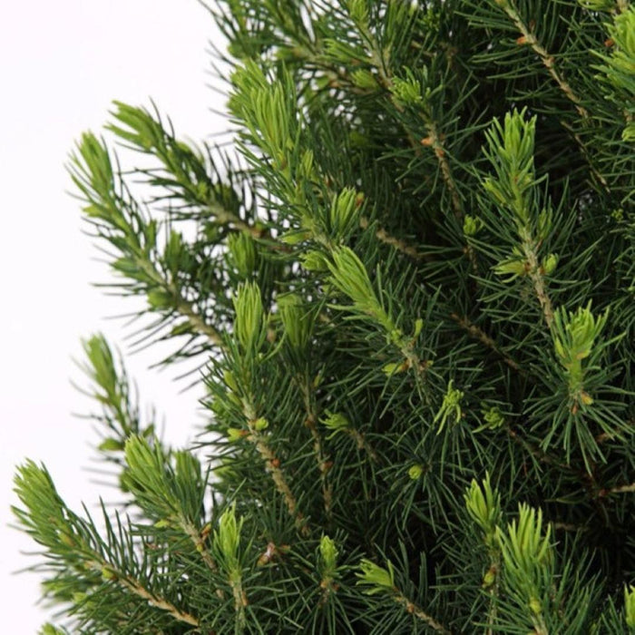 Kleine Kerstboom in Kerstmis sierpot - ↕70cm - Picea Glauca Conica - Star lighting including batteries