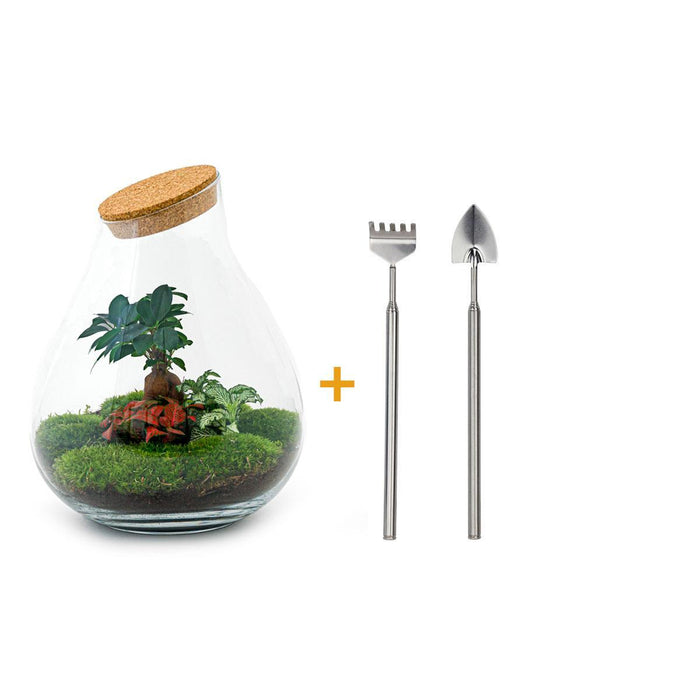 DIY terrarium - Drop XL Bonsai -↕ 37 cm - Rake + Shovel