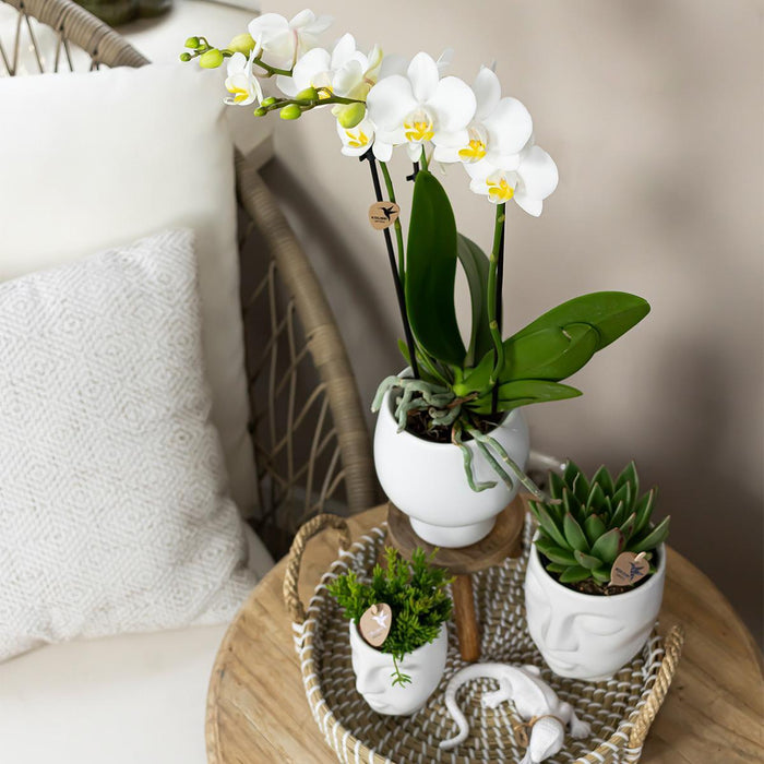 Kolibri Orchids | Complete plantenset Face-2-Face wit  | Groene planten met witte Phalaenopsis orchidee in Scandic wit sierpot en Face-2-Face witte sierpotten incl. accessoires