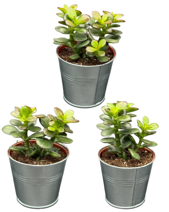 Succulenten - Crassula Minor - 8.5cm Ø - ↕️10-17cm - 3 Stuks - zink