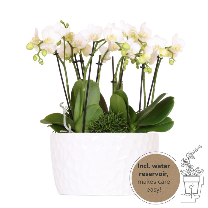 Kolibri Orchids | witte plantenset in Honey dish incl. waterreservoir | drie witte orchideeën Amabilis 9cm en drie groene planten Rhipsalis | Jungle Bouquet wit met zelfvoorzienend waterreservoir