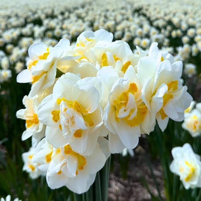 Flowerbulbs Amsterdam - Super Narcissus Mix - Duurzame voordeelzak, 100 bloembollen voor 2,5 m2 bloemenpracht - Maat 12/14