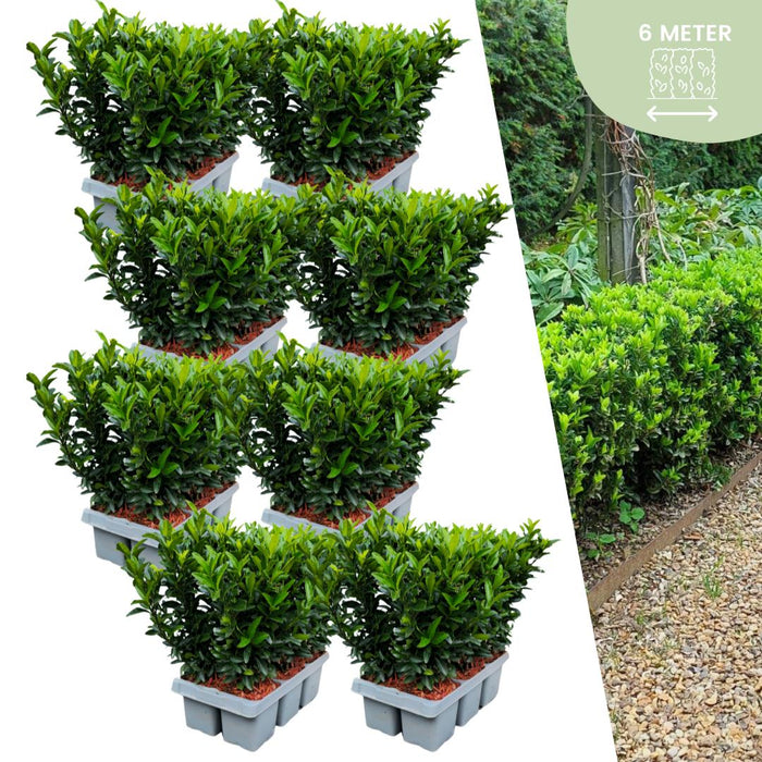 48 x Euonymus 'Green Spire' (Buxus Vervanger) - 48 x Ø 7 cm - ↨ 15 cm