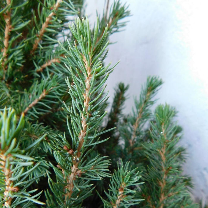 Kleine Kerstboom pot Ø19 cm - ↕70cm - Picea glauca Conica