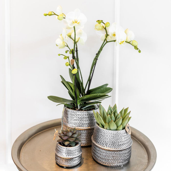 Kolibri Company - Planten set Groove zilver | Set met witte Phalaenopsis orchidee Amabilis Ø9cm en groene plant Succulent Aloe Brevifolia Ø6cm  | incl. zilver keramieken sierpotten