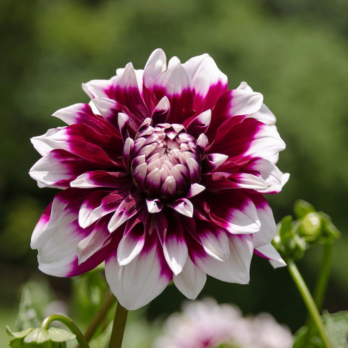 Flowerbulbs Amsterdam - 12 dahlia mystery day knollen voor 2m², grootbloemige uitstraling