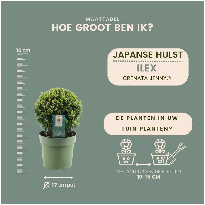 2x Ilex crenata 'Jenny' bol | set van 2 stuks | Ø20cm