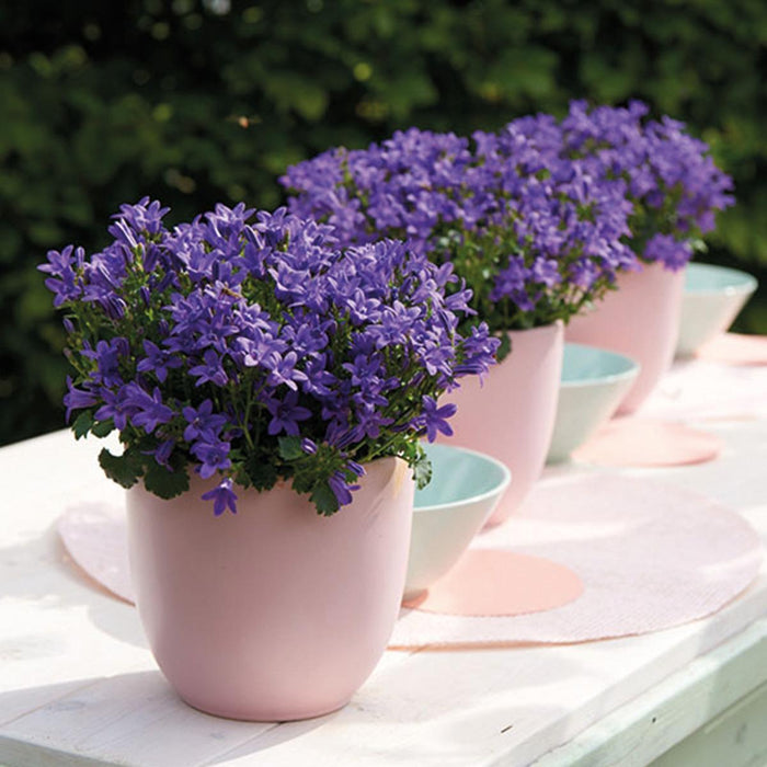 Campanula Addenda - Klokjesbloem purple potmaat 12cm - vaste plant - winterhard - Purple