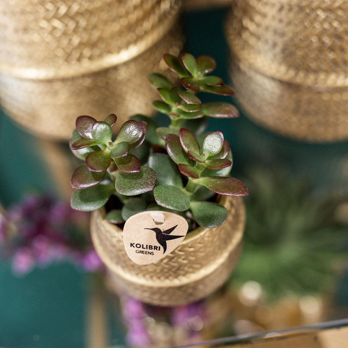 Kolibri Greens | Succulenten set van 2 planten in gouden groove sierpotten - keramiek  potmaat Ø9cm