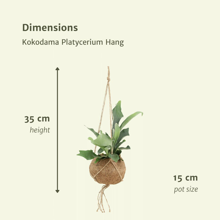 2x Kokodama Platycerium Hang - Hertshoornvaren - ↕35cm - Ø15cm