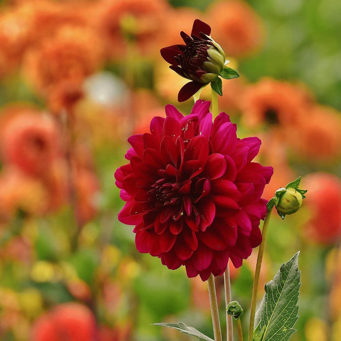 Flowerbulbs Amsterdam - 12 dahlia heatwave knollen voor 2m², grote dieprode bloemen