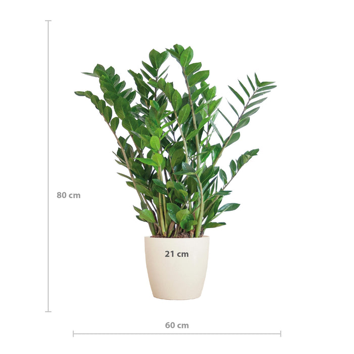 Zamioculcas Zamiifolia met Viber wit - 80cm - Ø21