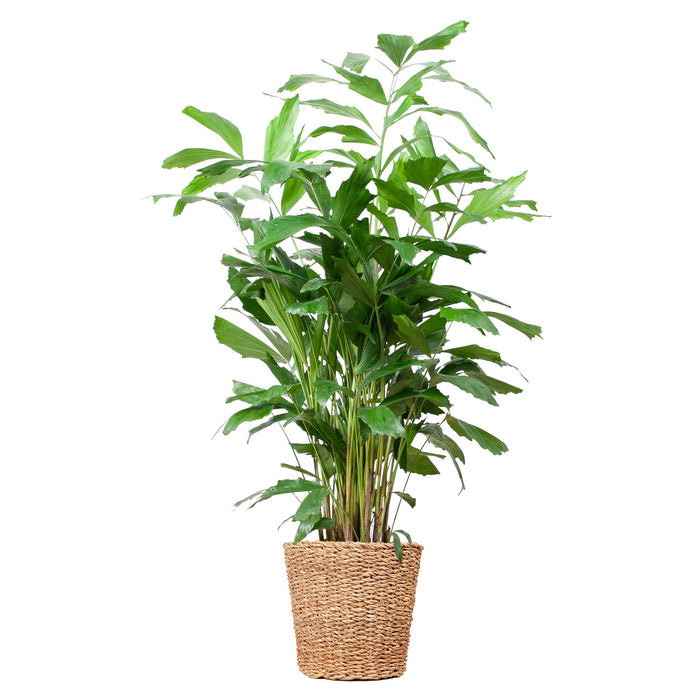 Caryota Mitis XL met mand Torun - 130cm - Ø24