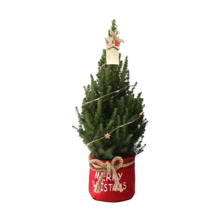 Kleine Kerstboom in Xmas Bag rood - ↕70cm - Picea Glauca Conica - Star lighting including batteries