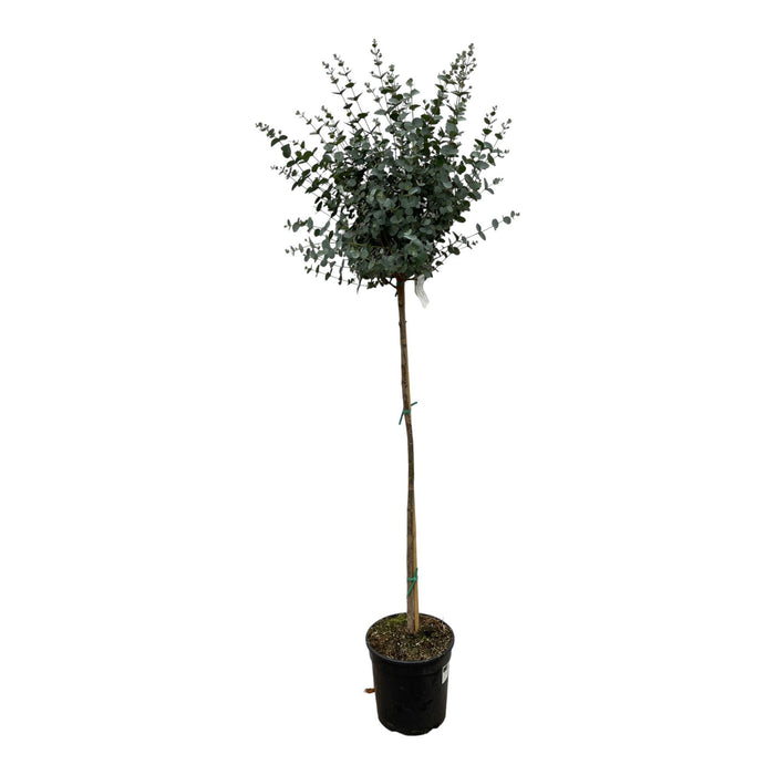 Eucalyptus op stam - 160 cm - Ø24cm