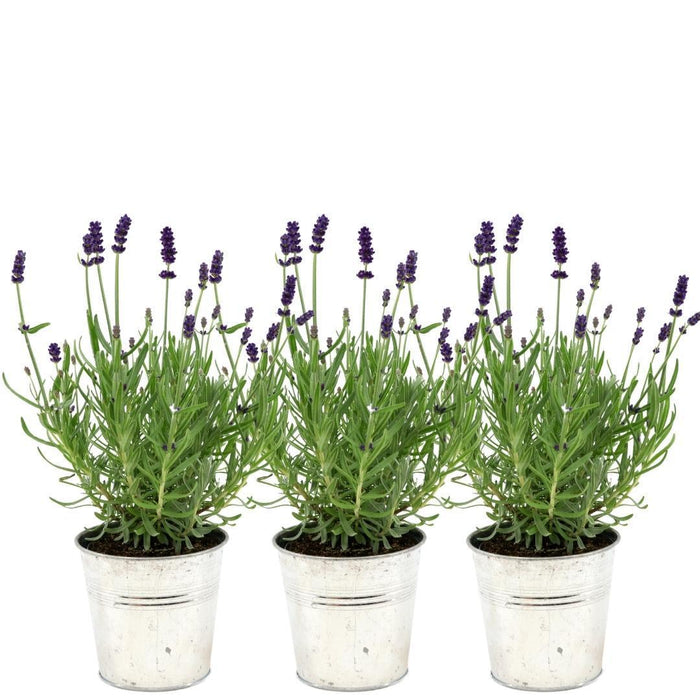 Plants by Frank - Lavandula angustifolia Felice®  in 'Old Look' sierpot - 13 cm pot - set van 3 echte Lavendels in Sierpot