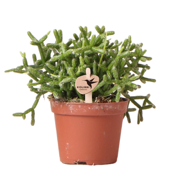 Kolibri Greens | Groene plant - Rhipsalis Burchellii - groene kamerplant - vers van de kweker - Ø6cm