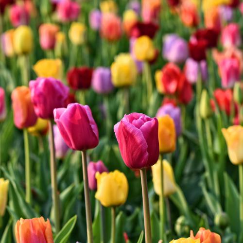 Tulpen Mix - Tulpenbollen - 20 stuks - Bloembollen