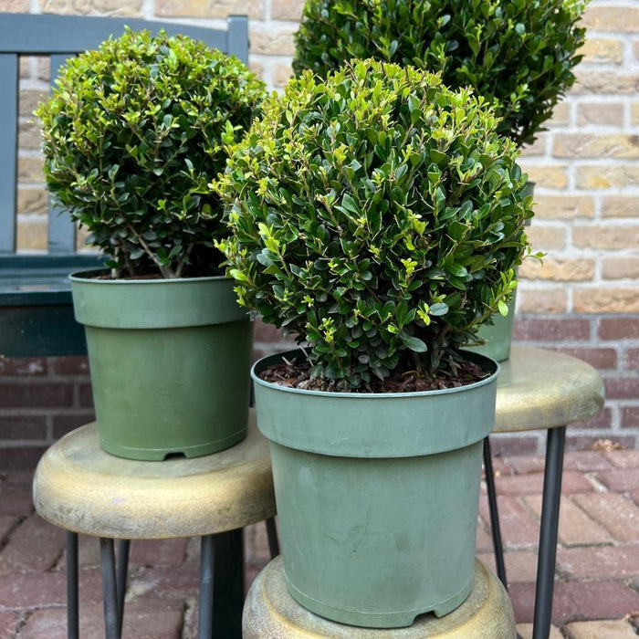 2x Ilex crenata 'Jenny' bol | set van 2 stuks | Ø20cm