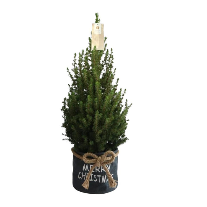 Kleine Kerstboom in Xmas Bag blauw - ↕70cm - Picea Glauca Conica - Standalone