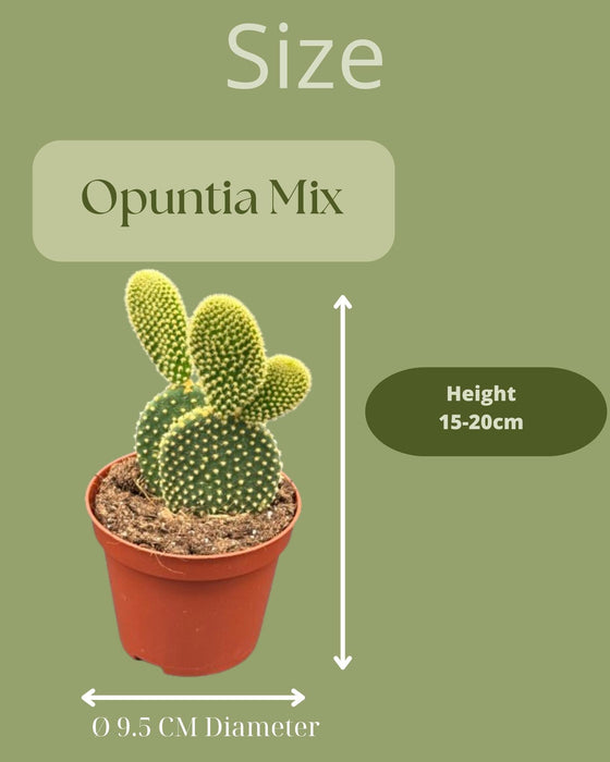 Cactus- opuntia microdasys- 8.5cmØ- ↕️15-20cm hoog- 3 stuks - Gekleurd zink