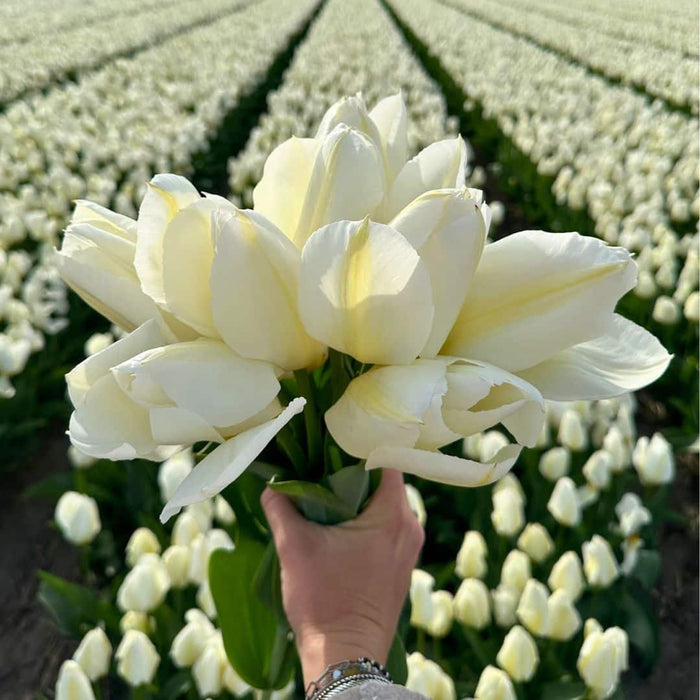 Flowerbulbs Amsterdam - Super Tulip Mix - Duurzame voordeelzak, 100 bloembollen voor 2,5 m2 bloemenpracht - Maat 12+