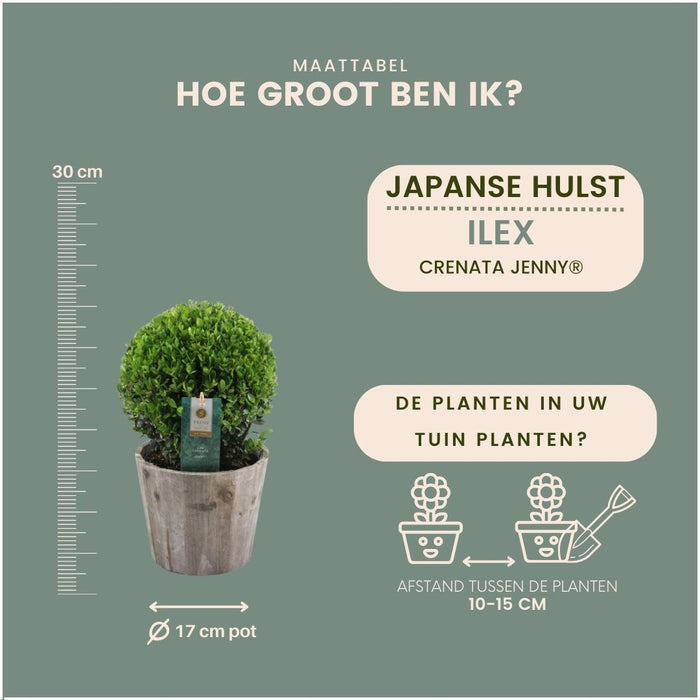 2x Ilex crenata 'Jenny' bol in houten pot | set van 2 stuks | Ø20cm