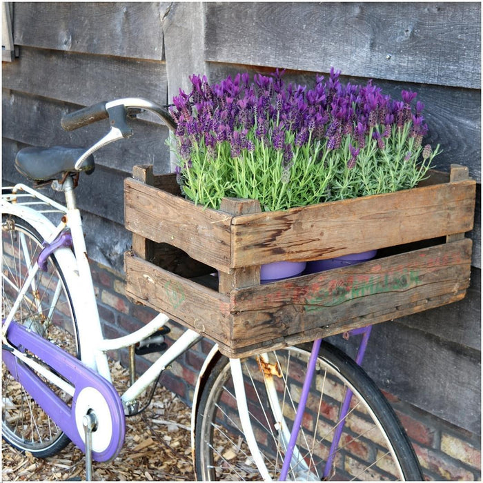 Lavandula stoechas Anouk®  in 'Old Look' sierpot - 13 cm pot - set van 3 Franse Lavendels in Sierpot