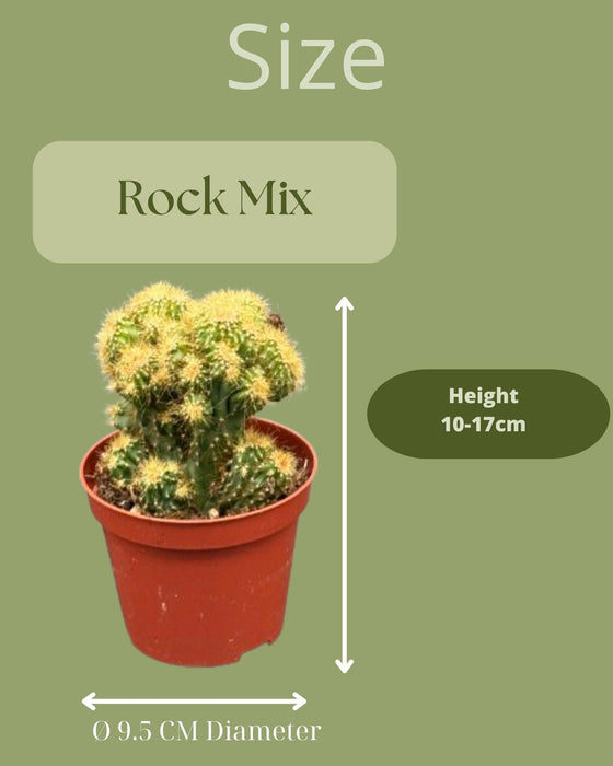 Cactus- Rotsen mix -↕️13-17cm - Ø8.5cm - 3 stuks  - Zink