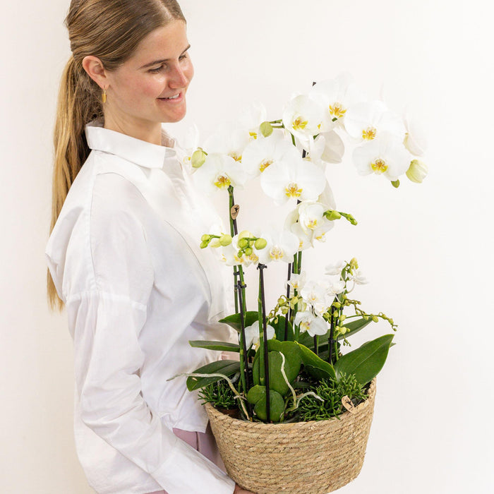 Kolibri Orchids | witte plantenset in Cotton Basket incl. waterreservoir | drie witte orchideeën en drie groene planten Rhipsalis | Field Bouquet wit met zelfvoorzienend waterreservoir