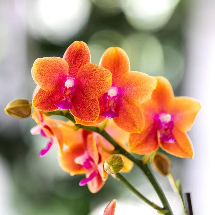 Kolibri Orchids I COMBI DEAL van 4 geurende oranje Phalaenopsis orchideeën - potmaat Ø12cm