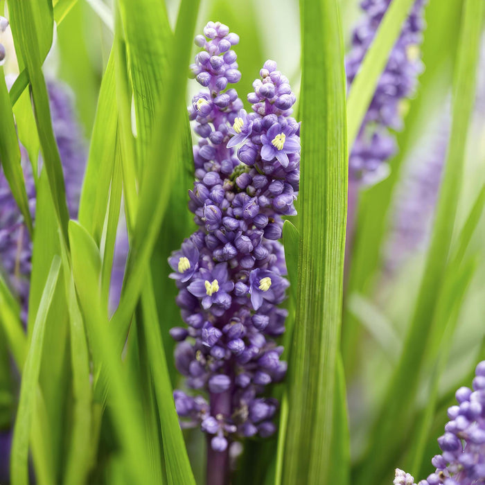 Liriope muscari 'Big Blue' - ↕10-25cm - Ø9cm - 40x