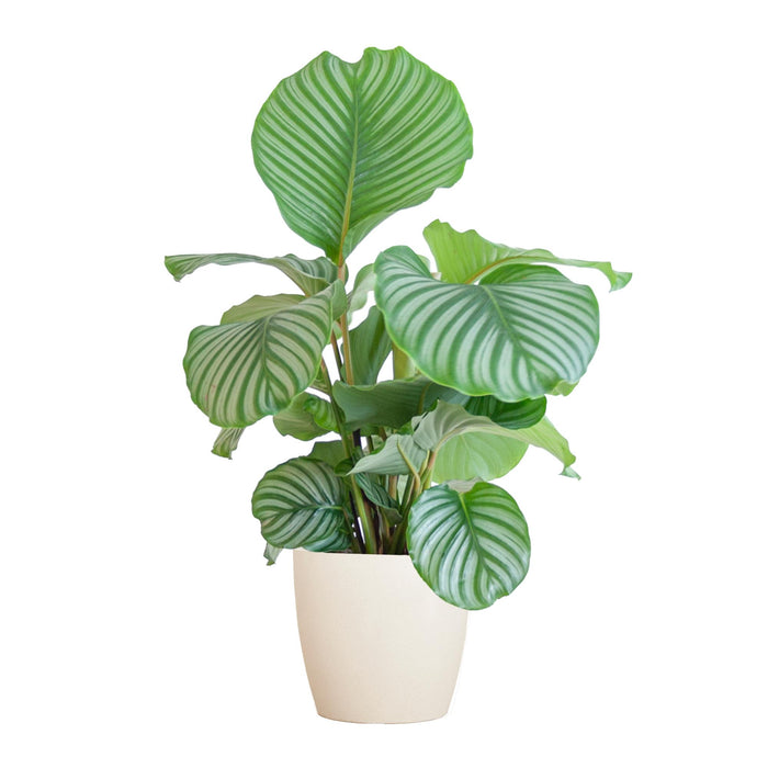 Calathea Orbifolia met Viber wit - ↕65cm - Ø21cm