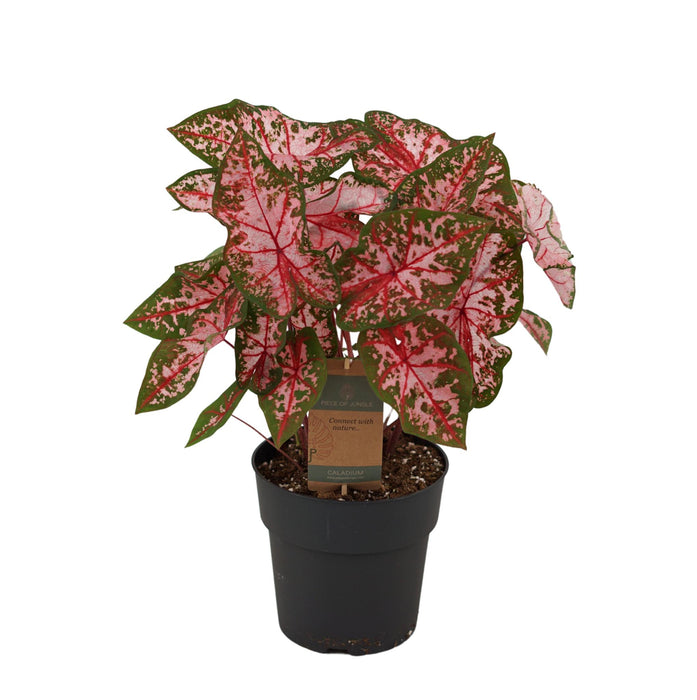 Caladium Carolyn Whorton - ↕65cm - Ø21cm