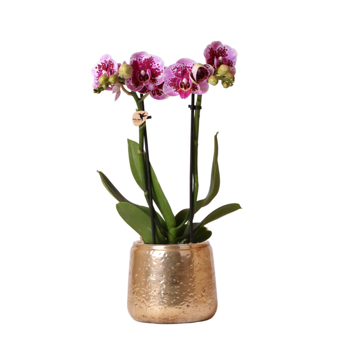 Kolibri Orchids | Roze paarse Phalaenopsis orchidee - El Salvador + Luxury gouden sierpot - potmaat Ø9cm - 35cm hoog | bloeiende kamerplant - vers van de kweker