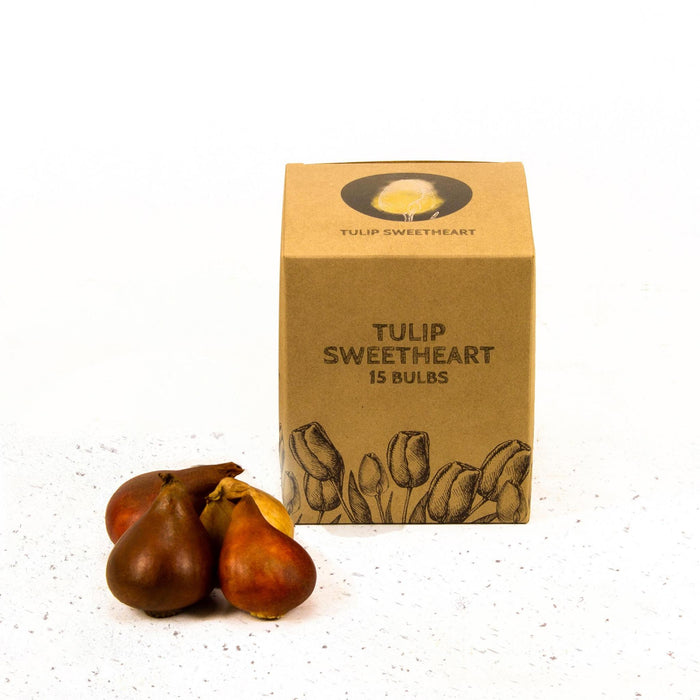 Flowerbulbs Amsterdam - Sweetheart - 15 bloembollen - Maat 12+