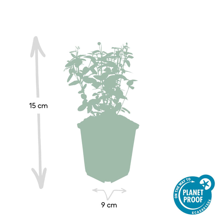 Euonymus fortunei radicans - ↕25cm - Ø9cm - 20x