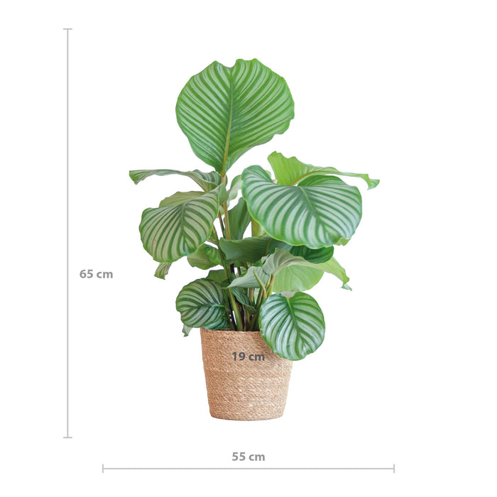 Calathea Orbifolia met Sofia mand naturel - ↕65cm - Ø21cm