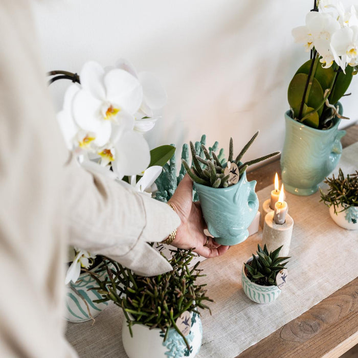 Kolibri Orchids | Planten set Fish Turquoise | Set met witte Phalaenopsis orchidee Amabilis Ø9cm en groene plant Succulent Crassula Hobbit Ø6cm | incl. turquoise keramieken sierpotten