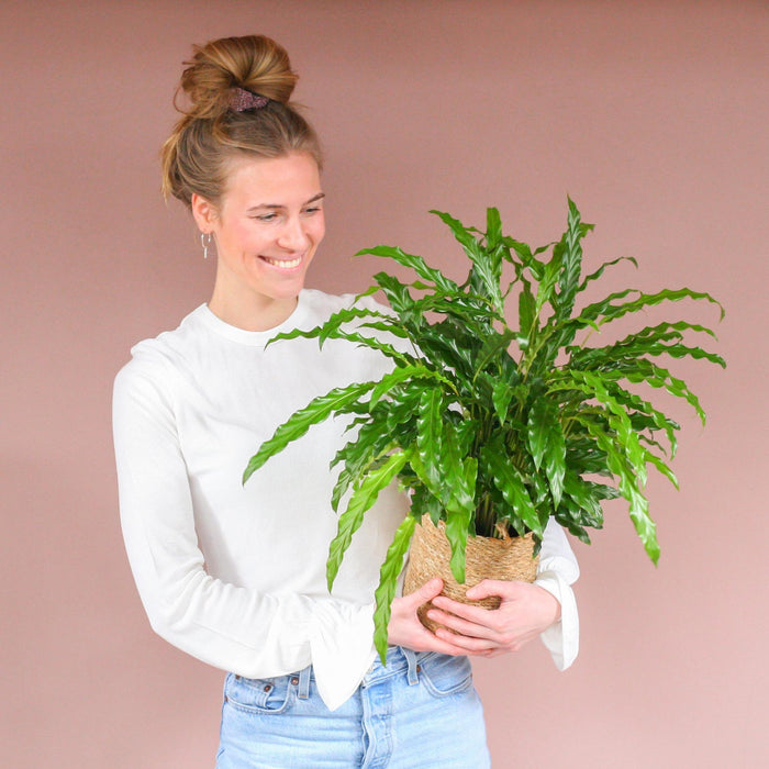 Calathea Rufibarba met Sofia mand naturel - ↕55cm - Ø17cm