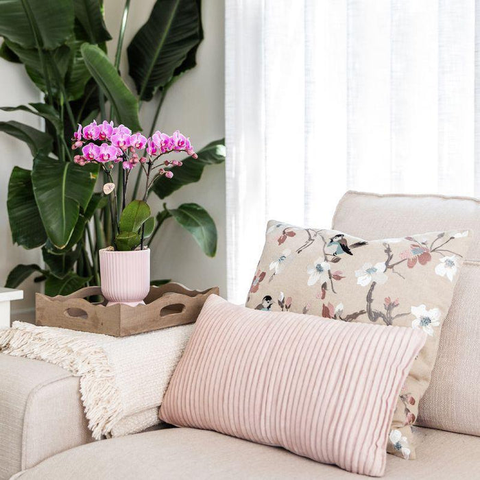 Kolibri Orchids | Plantenset Floral Blush pink small| Groene planten met Phalaenopsis orchidee in Floral Blush pink sierpotten en wit dienblad