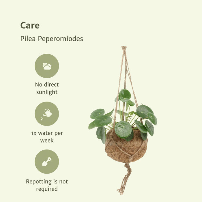 2x Kokodama Pilea Peperomiodes - Pannekoekenplant - ↕20cm - Ø15cm