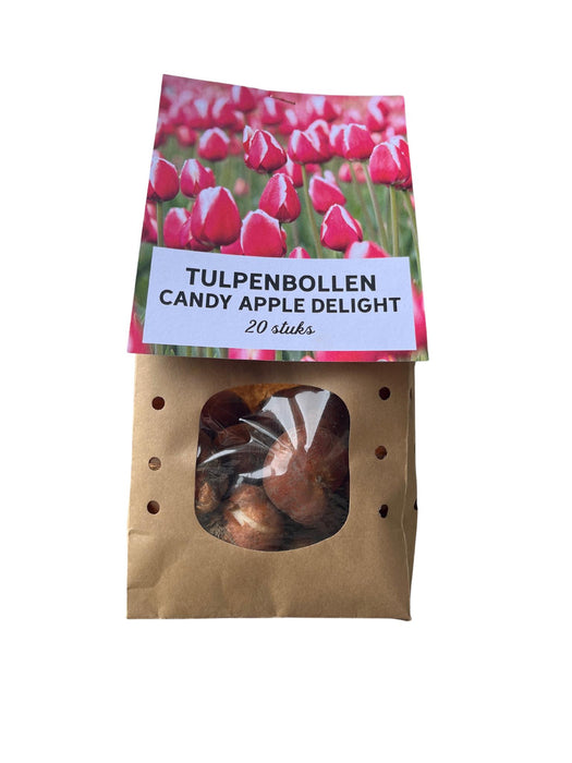 Candy Apple Delight - Tulpenbollen - 20 stuks - Bloembollen